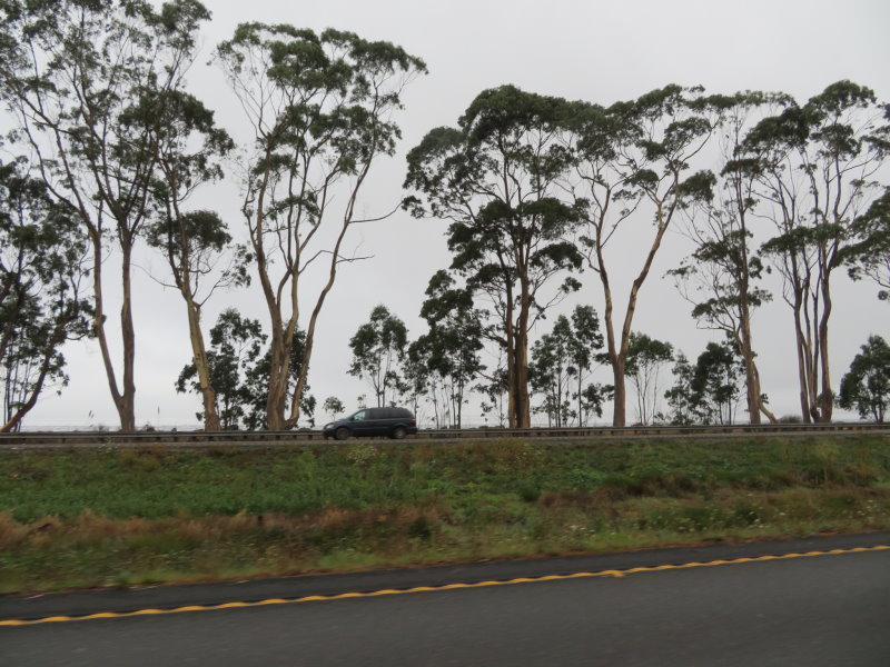 Eucalyptus Trees beside a Northern Californian Ocean
